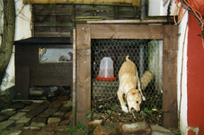 108627 Afbeelding van een hond in een hok achter een huis aan de Floris Heermalestraat te Utrecht.N.B. De foto is ...